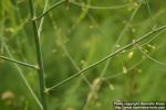 Photo: Asparagus officinalis 13.