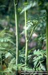Photo: Conium maculatum 6.