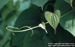 Photo: Dioscorea bulbifera 1.