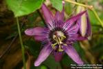 Photo: Passiflora edulis.