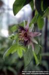 Photo: Passiflora caerulea 5.