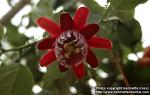 Photo: Passiflora quadrangularis.