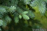 Photo: Picea pungens 1.