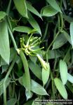 Photo: Vanilla planifolia 2.