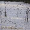 Burdock stalks in seed in winter.