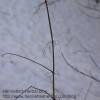 Nettle stalks in winter, seeds dropped long ago.