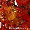 Red flowers hanging from the roof.