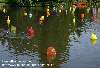 Glass balls floating on the pond.