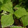 Trillium erectum, white flower.