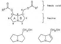 Fig. 1: Structure of necines