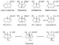 Fig. 1: Structure of necines