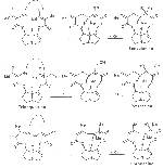 Scheme 3: Biosynthesis of dicarboxylic acids