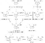 Scheme 4: Metabolism of 1,2-unsaturated PAs