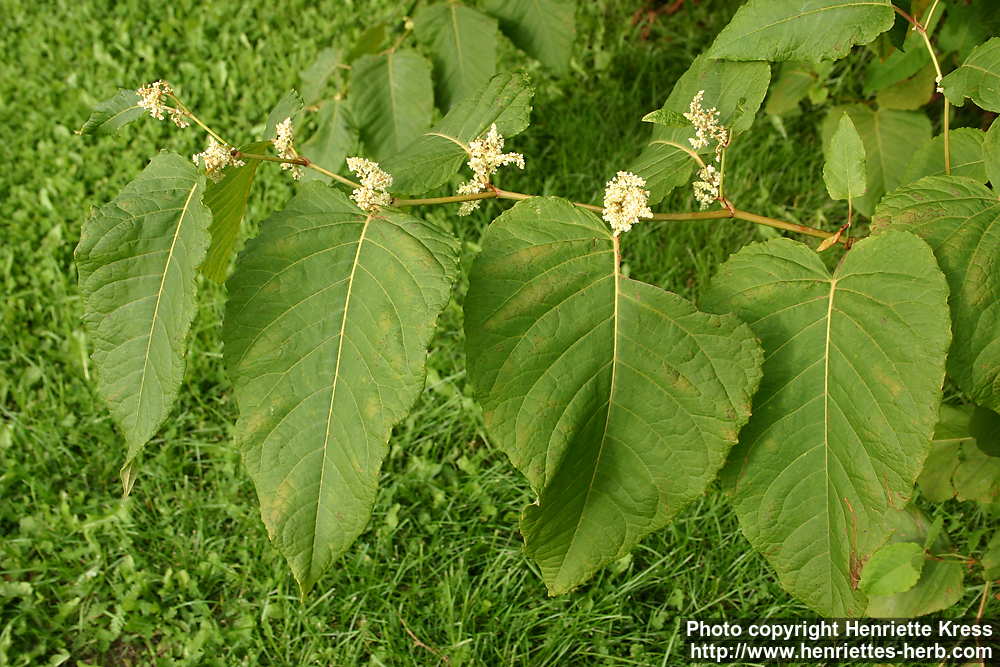 Bildergebnis für fallopia sachalinensis