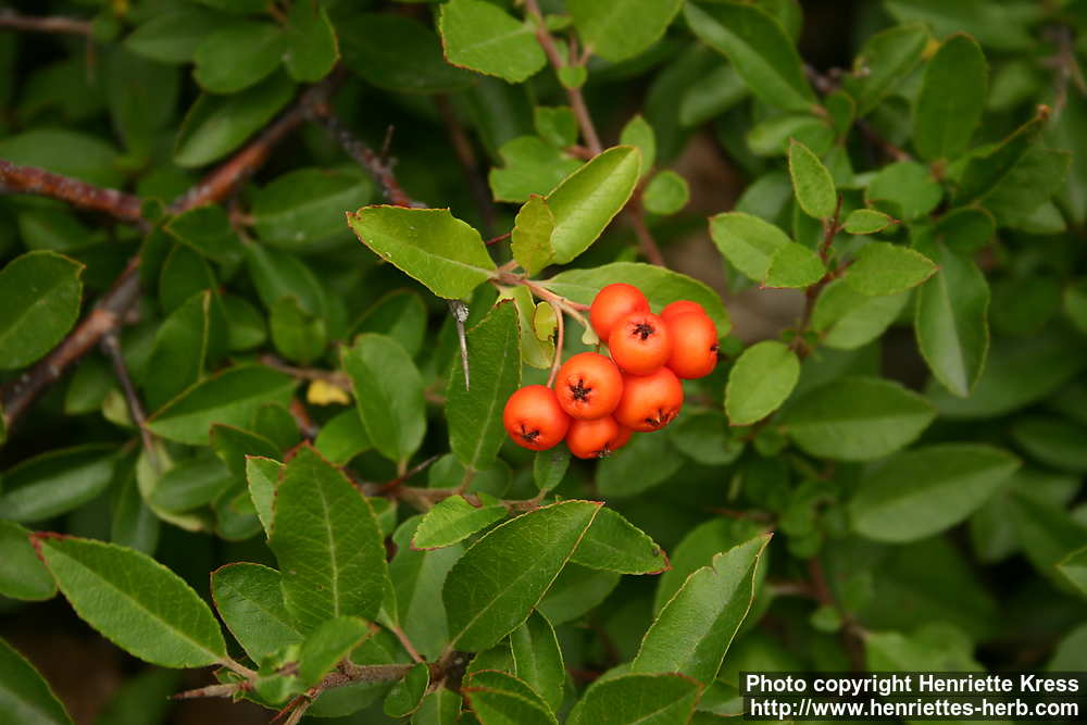 d06_2152_pyracantha-coccinea.jpg