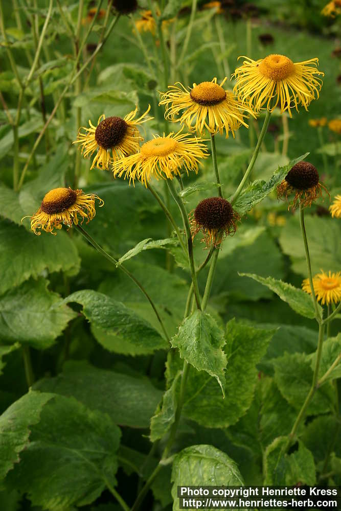 Photo: Telekia speciosa. Photo: Telekia speciosa.