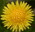 plant images