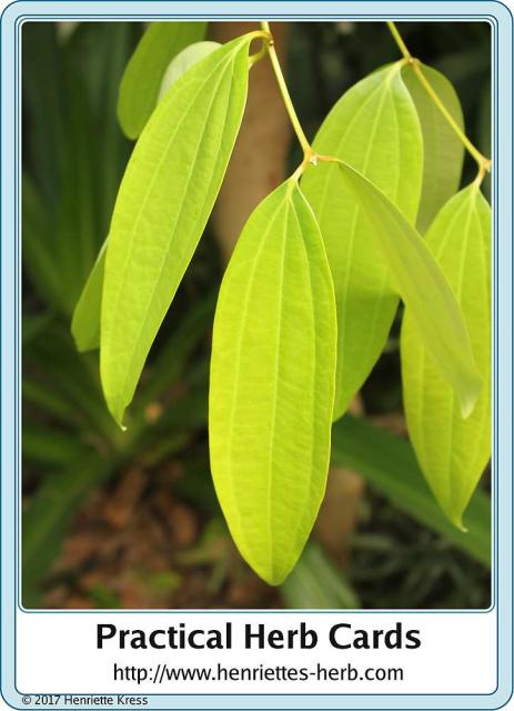 Herb card 04.2017, back: Cinnamon.