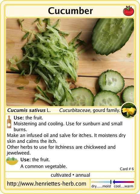 Herbcard 06.2017: Cucumber.