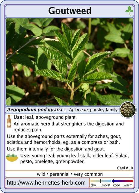 Herbcard 10.2017: Goutweed.