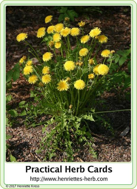 Herb card 11.2017, back: Dandelion.