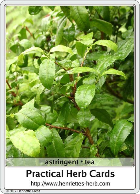 Herb card 13.2017, back: Astringent.