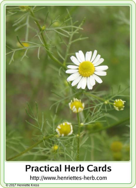 Herb card 18.2017, back: Chamomile.