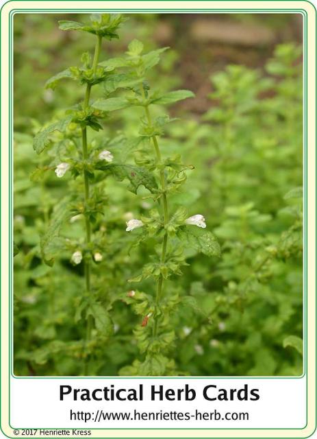 Herb card 19.2017, back: Lemon Balm.