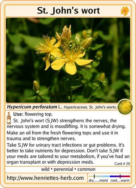 Herb card 20.2017: St. Johns wort.