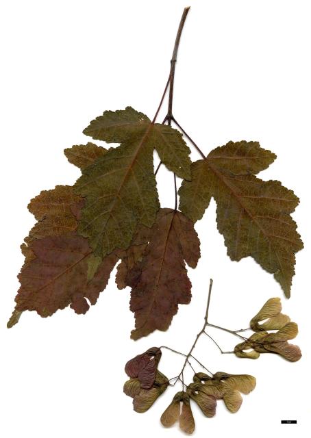 JDL: Acer tataricum subsp. aidzuense 2.