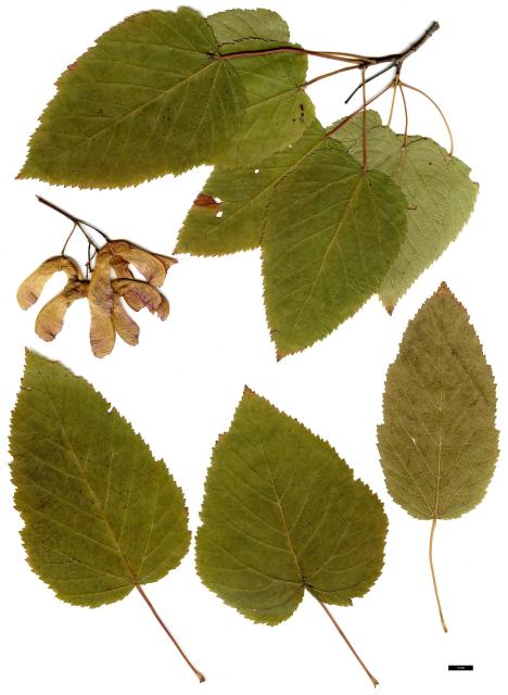 JDL: Acer tataricum subsp. tataricum.