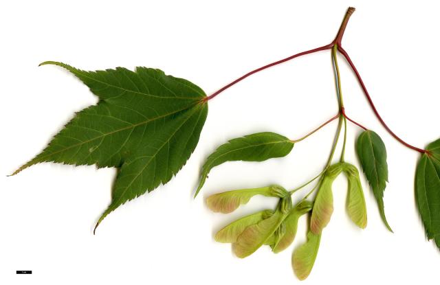 JDL: Acer acuminatum 1.