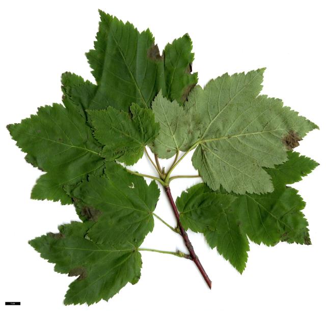 JDL: Acer glabrum subsp. douglasii 2.