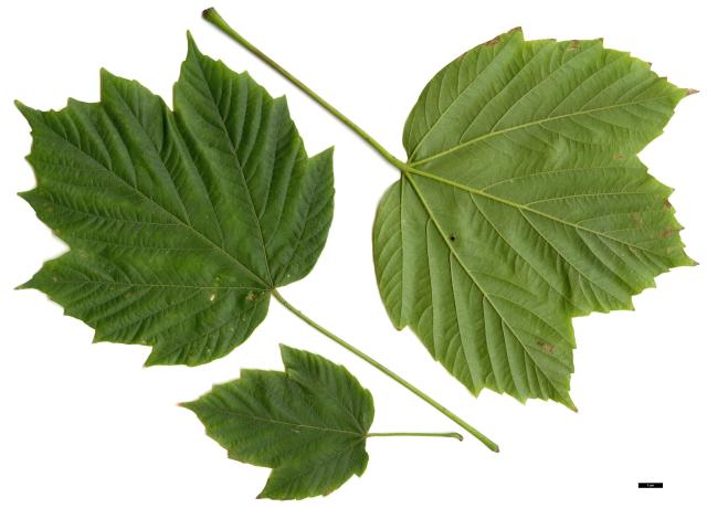 JDL: Acer sterculiaceum 1.