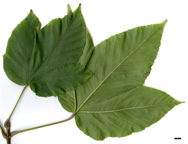 JDL: Acer sterculiaceum subsp. sterculiaceum 2.