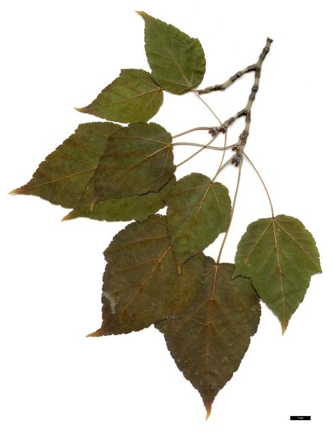 JDL: Acer davidii subsp. grosseri.