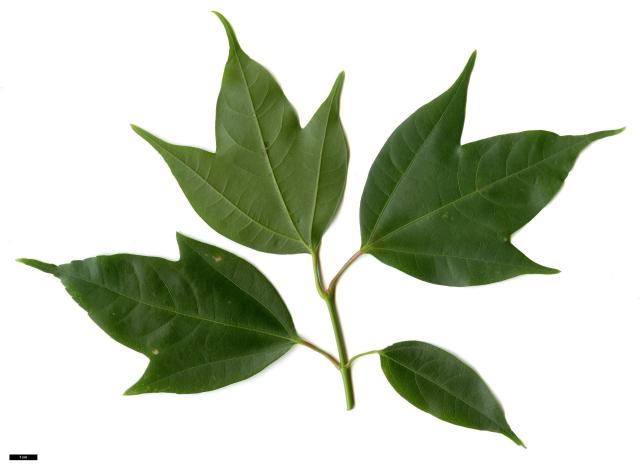 JDL: Acer calcaratum 2.