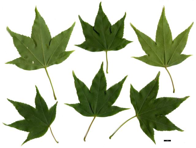 JDL: Acer oliverianum subsp. oliverianum 1.