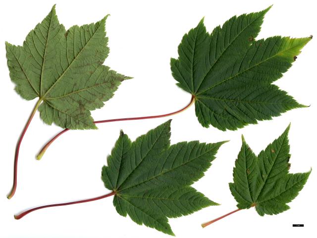 JDL: Acer caudatum subsp. caudatum 1.