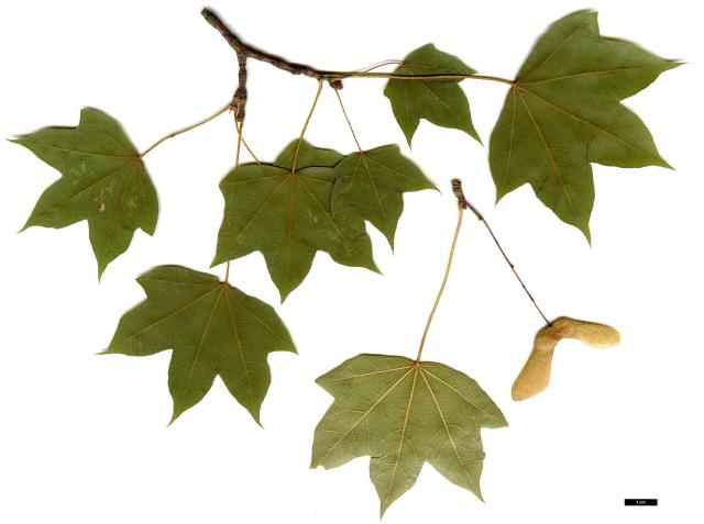 JDL: Acer cappadocicum subsp. divergens 2.