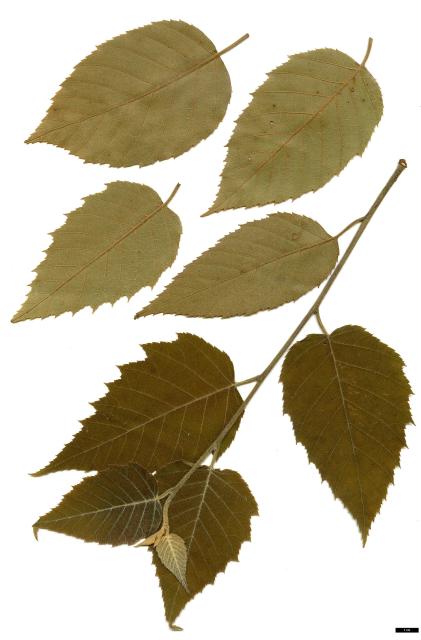 03 - Betula alnoides subsp. luminifera.