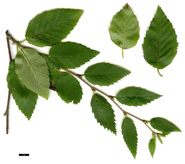 14 - Betula chinensis 2.