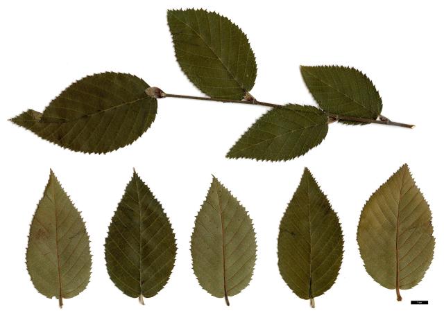 15 - Betula delavayi 1.