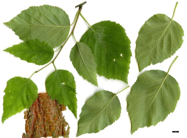 47 - Betula papyrifera.