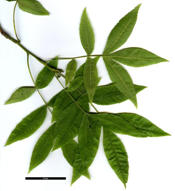 JDL: Carya cordiformis 1.