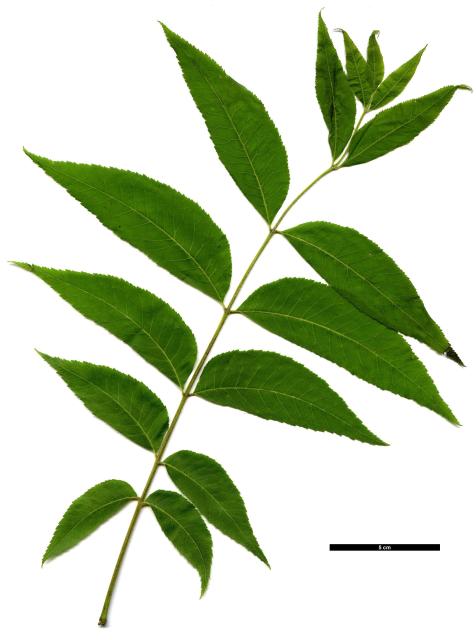 JDL: Carya illinoinensis 2.