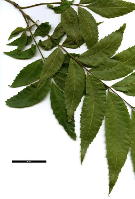 JDL: Carya illinoinensis 3.