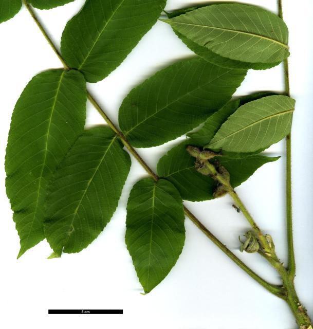 JDL: Juglans ailantifolia 1.