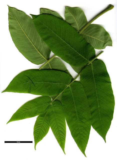 JDL: Juglans ailantifolia var. cordiformis 1.