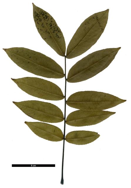 JDL: Pterocarya hupehensis 3.